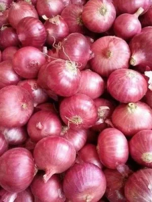 red-onion-500x500